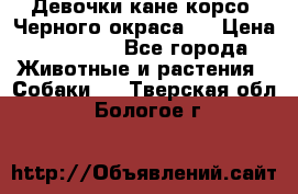 Девочки кане корсо. Черного окраса.  › Цена ­ 65 000 - Все города Животные и растения » Собаки   . Тверская обл.,Бологое г.